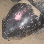 Automatic image recognition technology spots endangered leatherback sea turtle