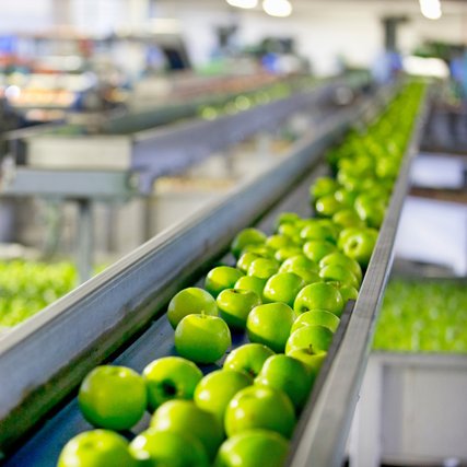 Green apples being processed in a factory