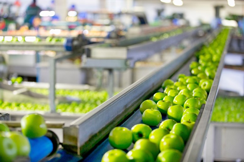 A conveyor belt with green apples in factory being tested for quality